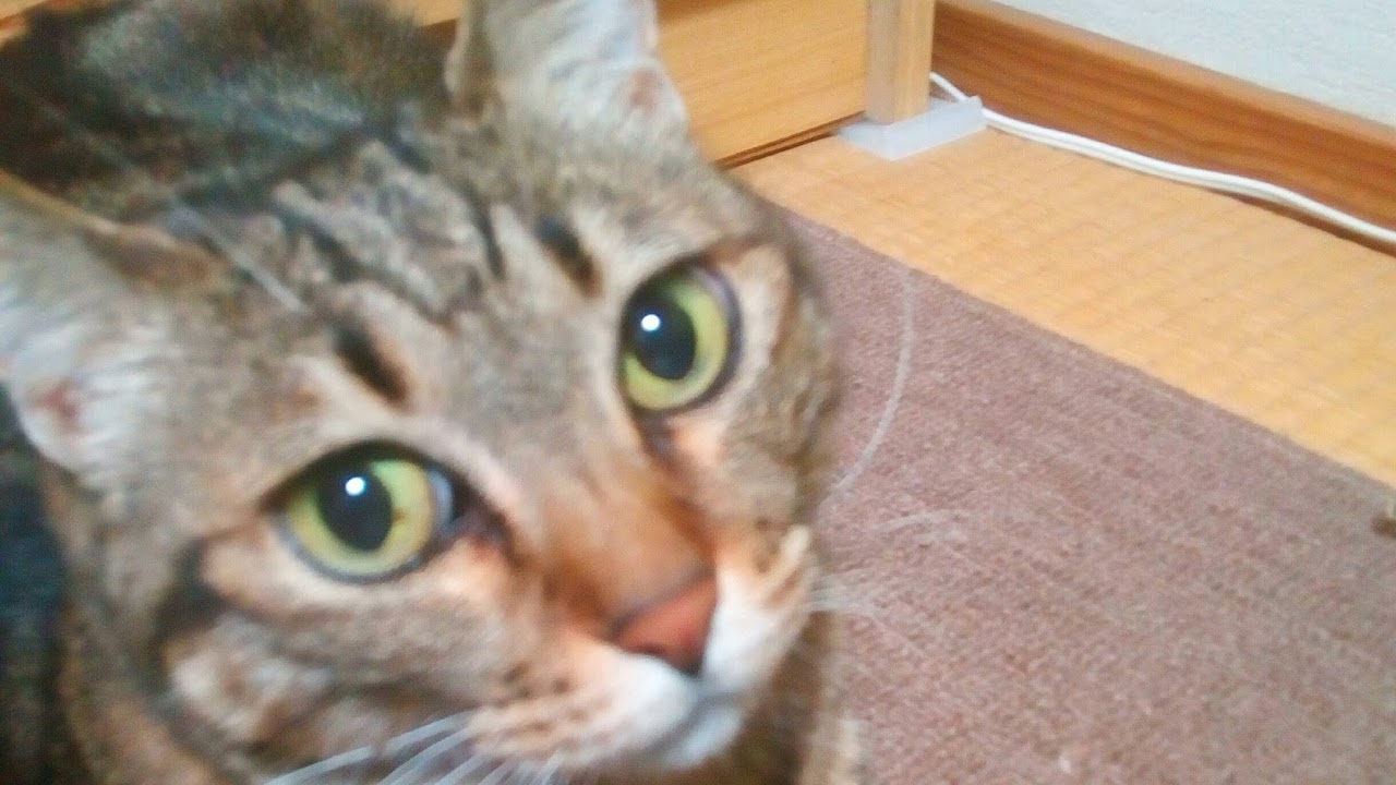 OW　オーバーウォッチ　参加型　猫かわいい！