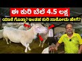 ಈ ಕುರಿ ಬೆಲೆ 4.5 ಲಕ್ಷ ಯಾಕೆ ಗೊತ್ತಾ Sheep farming in Karnataka Yalaga Kenguri Dorper Kuri farm Kannada