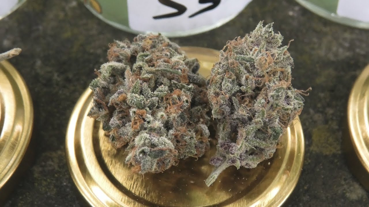 Homegrown Cup in Holland Sativa Catagory