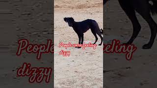 People were feeling dizzy#america #dogshorts #likes #chinna #exe