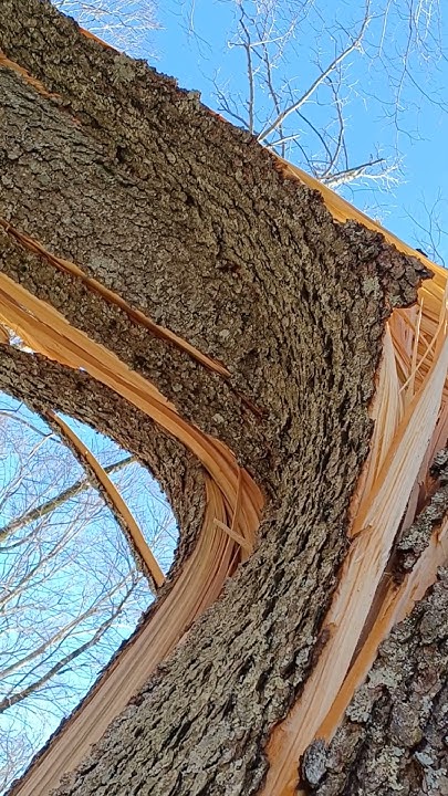 Nature Is Brutal Happened Overnight During Storm You Can Hear It nature-is-brutal-happened-overnight-during-storm-you-can-hear-it