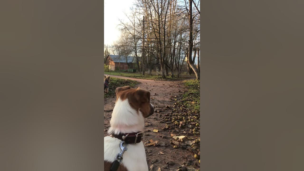 Видео где собаки говорят