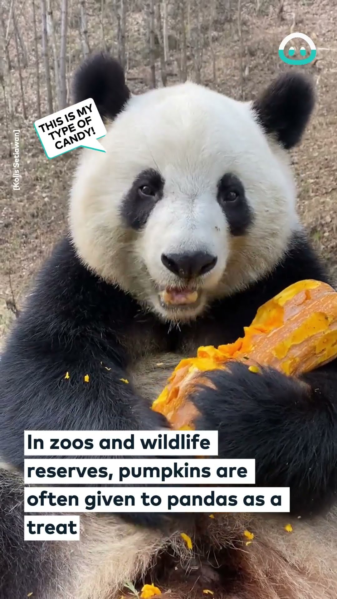 Panda Eats Pumpkin Treat || ViralHog