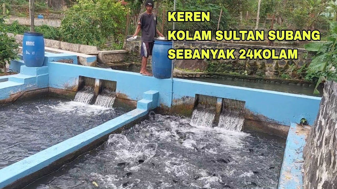 VIRAL!!! KOLAM SULTAN SUBANG SEBANYAK 24KOLAM
