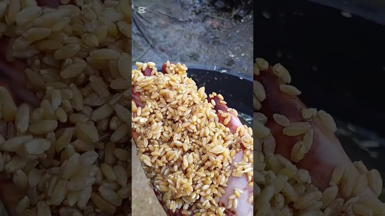 طريقة غسيل القمح في المزرعة