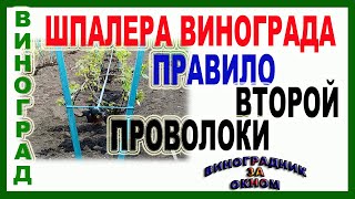 🍇 Шпалера для винограда. Какое расстояние для второй проволоки? Зачем нужна вторая проволока?