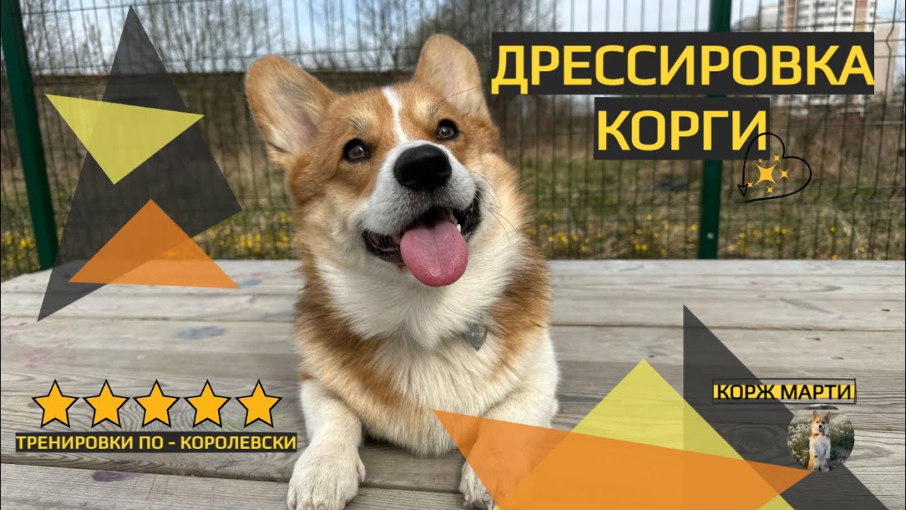 Дрессировка Корги королевская тренировка - YouTube