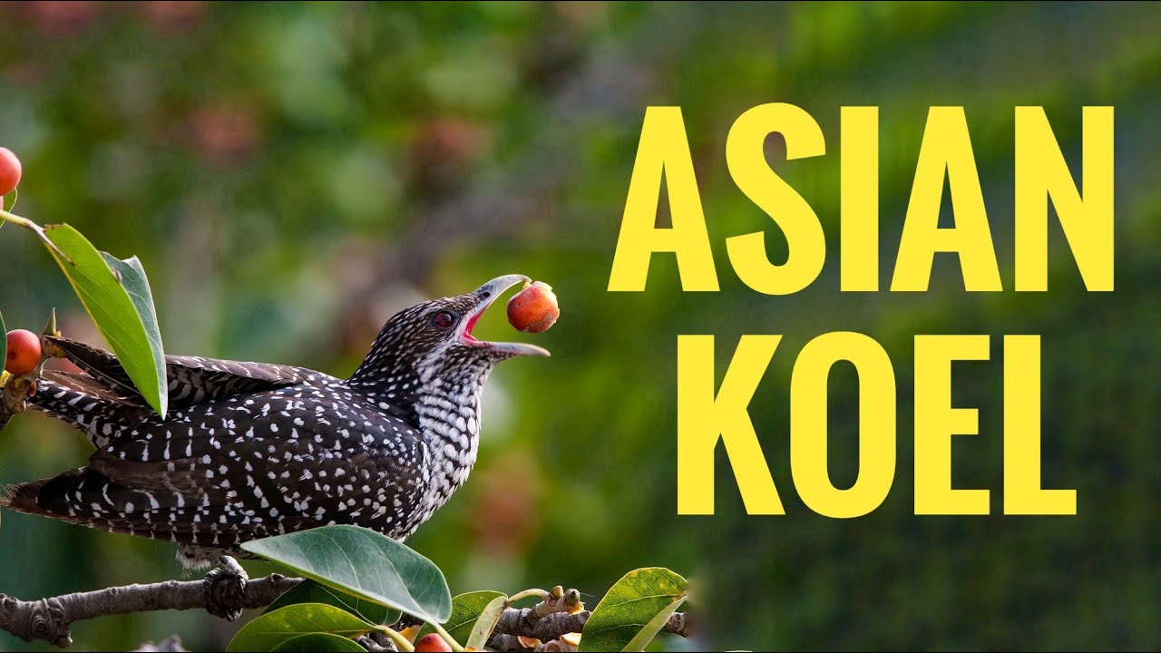 Asian Koel Singing 