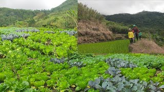 Download Lagu Wandering through an amazing vegetable garden MP3
