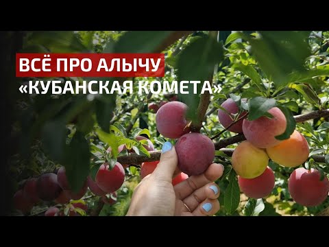 Алыча "Кубанская комета" в моем саду