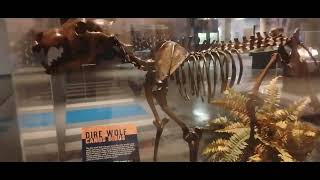 Dire Wolf Skeleton At Corpus Christi Museum Of Science And History Pt 3