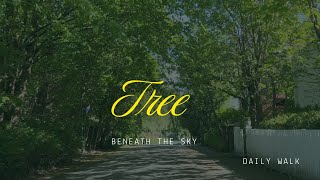 Between Trees and Sky