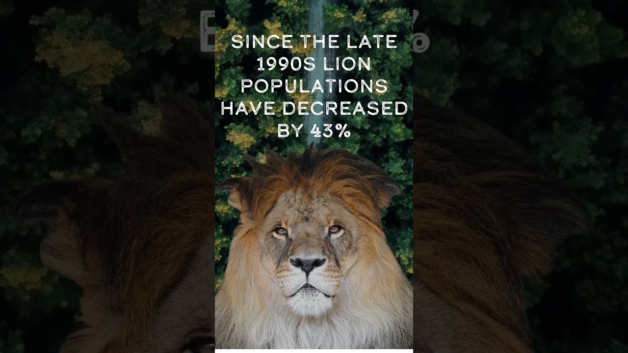 African Lion's population status.  