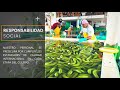Video corporativo: Proceso de producción de banano en Ecuador