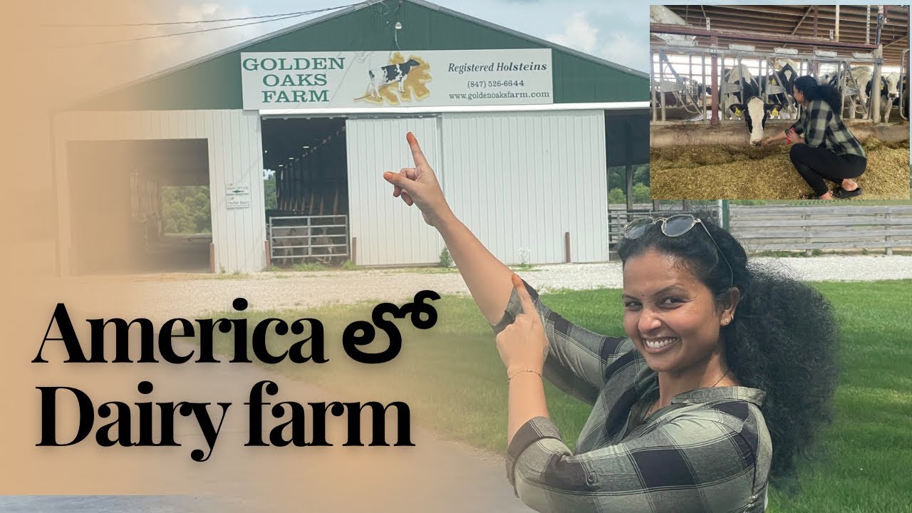 America లో Dairy farm | Golden oak farms Chicago | Dairy farm in USA | Manthenas masti