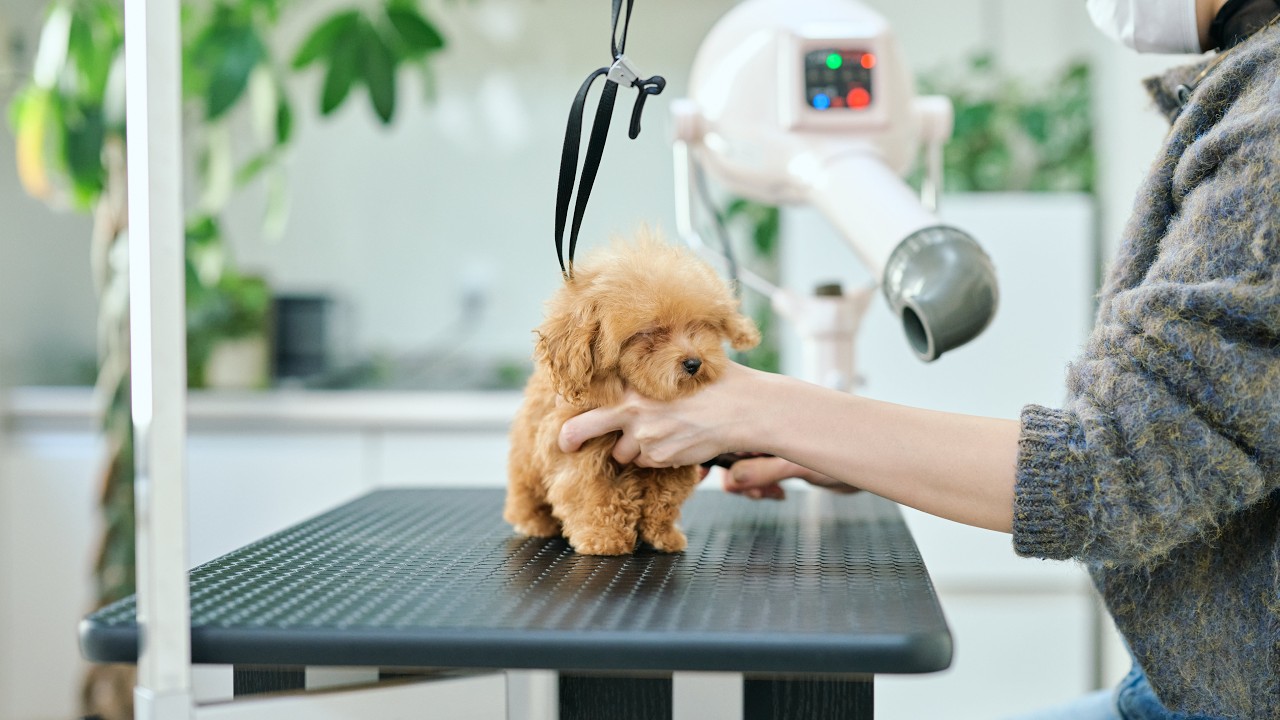 極小トイプーの子犬、生後１１４日の初トリミング【ティーカッププードル】