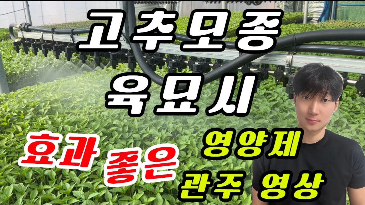 고추모종 영양제 관주 영상 