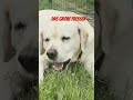Das große fressen##tiktok #dog #labrador #doglover #puppy #pets #wohnmobil #pets #love