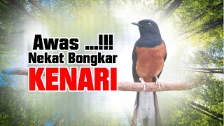 MURAI BATU NEKAT BONGKAR ISIAN KENARI, MURAI DIAMPUN LANGSUNG GACOR 