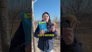柿子树小白点防治有妙招（柿虱子 柿鳖），不用背喷雾器打药 #柿虱子 #柿鳖 #柿子树蚧壳虫专用药 #柿子树蚧壳虫防治#果树种植