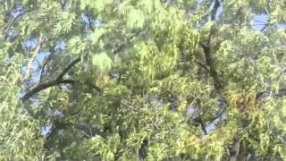 James McArthur and The Head Gardeners