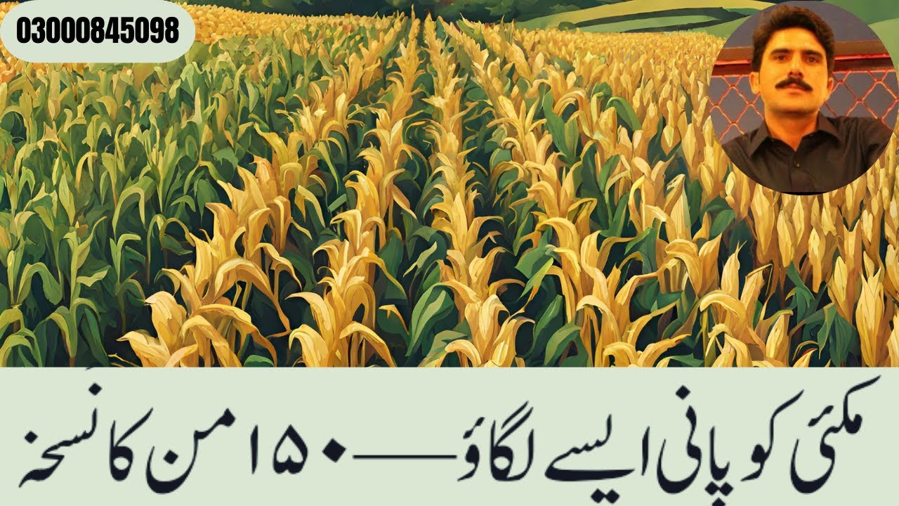 مکئی کو پانی   ایسے  لگاؤ— ۱۵۰ من کا نُسخہ