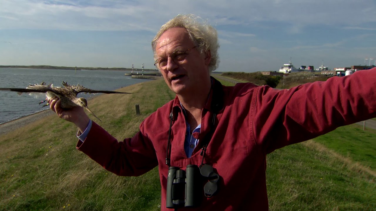 De rosse grutto heeft t ook niet makkelijk tegenwoordig