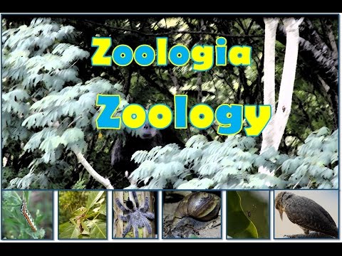 Vídeo: O Que é Zoologia