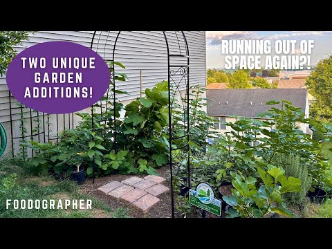 Video: New Unique Additions to the Terrace Garden - Yuzu Citrus & Randino Fig Tree! Out of Room Again!?