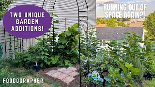 New Unique Additions to the Terrace Garden - Yuzu Citrus & Randino Fig Tree! Out of Room Again!?