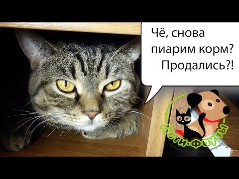 Как перевести кошку / собаку на другой корм?