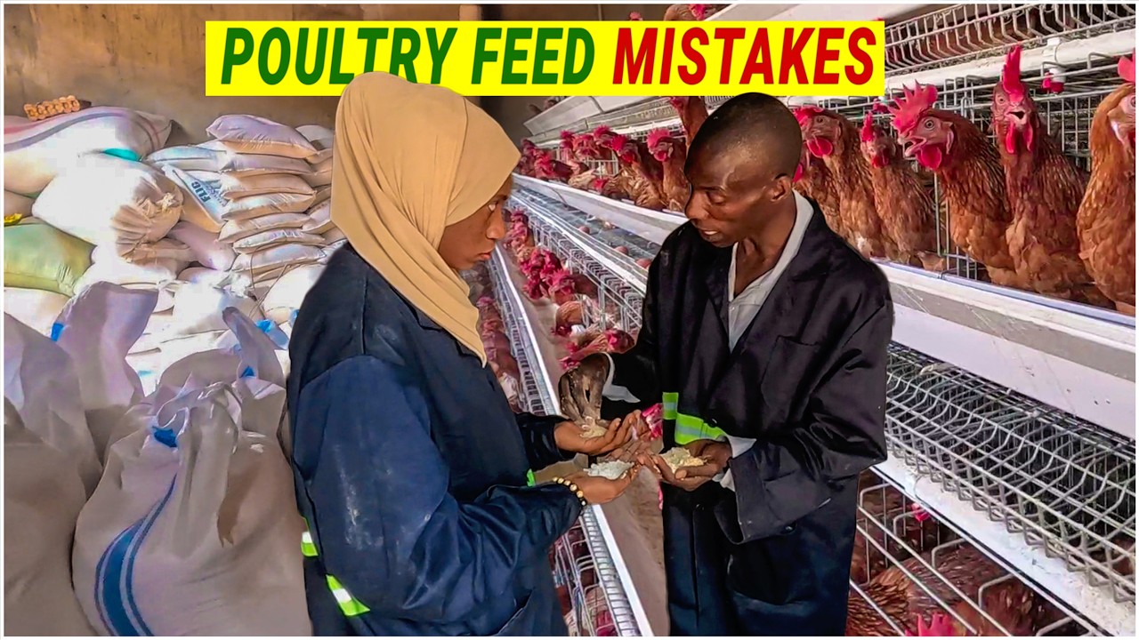 How to Feed Chickens the Right Way (Beginner vs. Pro Tips!) - YouTube