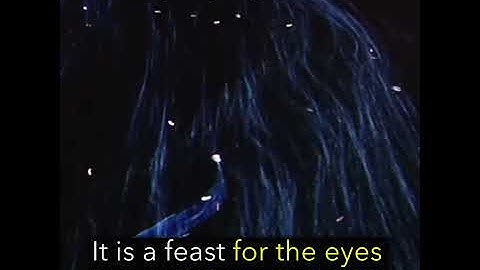 Incredible sensor technology digital art dining in Tokyo