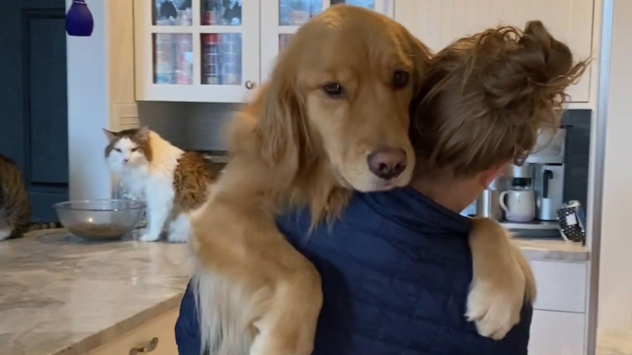 Bad Pet Habits You Can Change | Simple Cat & Dog Pointers