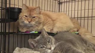 The Buzz: Paws and Whiskers Program