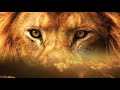 Leones la lucha por la supervivencia  documentales de animales  somos documentales