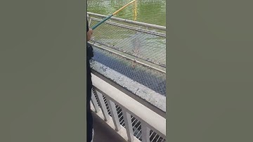 câu cá sấu _ Suối Tiên 1/6/2025