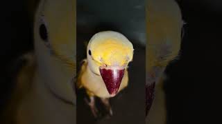 #parrot  #birdlife#viralshort  #watch 🐦🦜#viralpost2025 #watch #watchtime #watchvideo #watching#2025