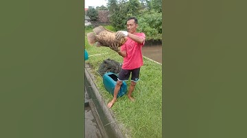 Indukan Gurame Soang Jumbo #ikan #ikan gurame @fawase