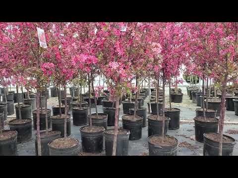 Video: Royal Raidrops Flowering Crabapple: Mga Tip sa Crabapple 'Royal Raidrops' Care