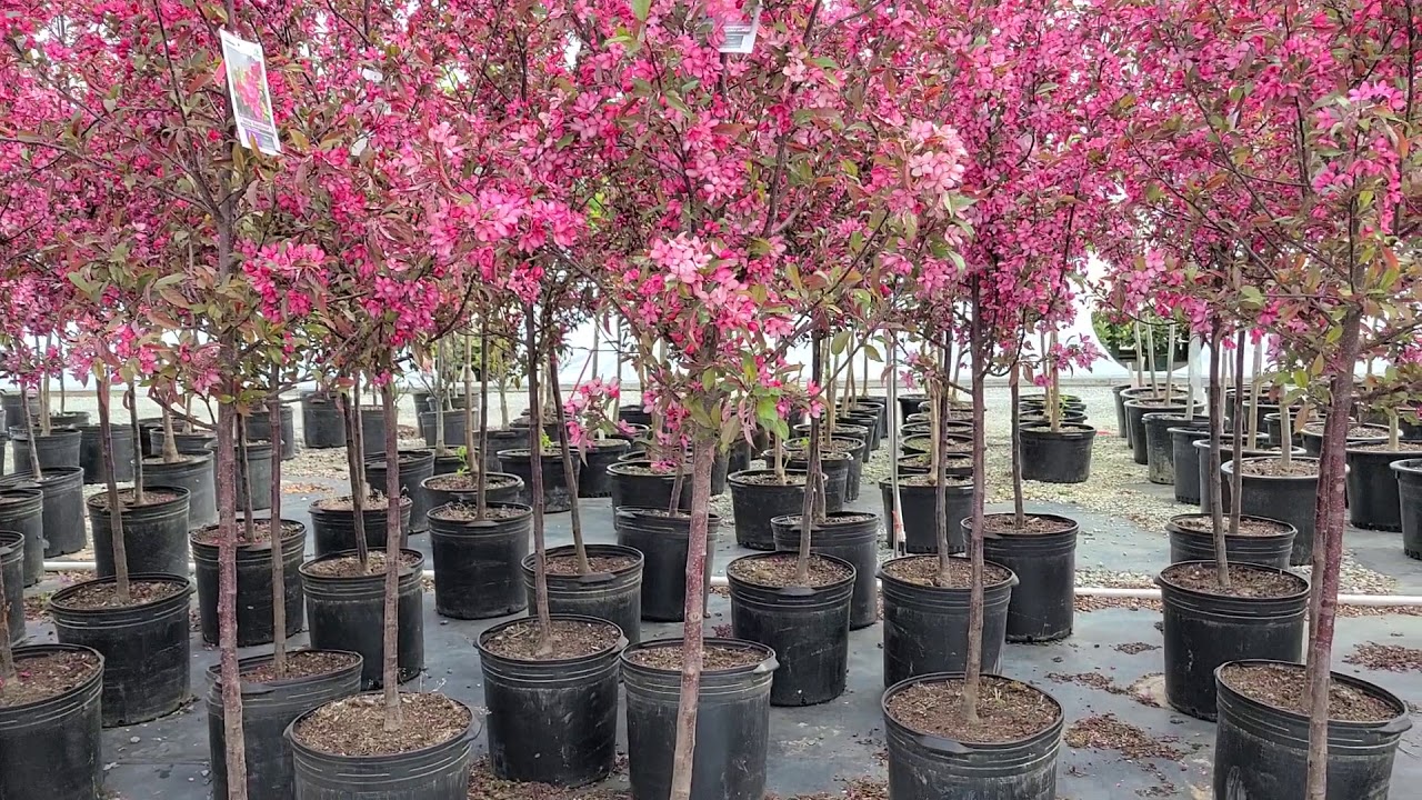 Malus Royal Raindrop® (Crabapple) // A FANTASTIC, ⭐️Top ...