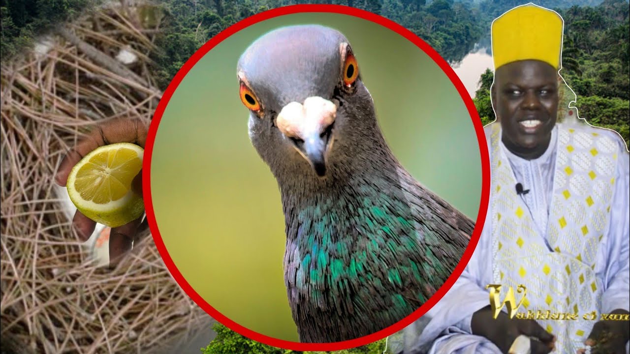 wakh xamxam si ndiarignou pigeon 🐦 kou beuge khali wa la djoubok sa borom keur.....