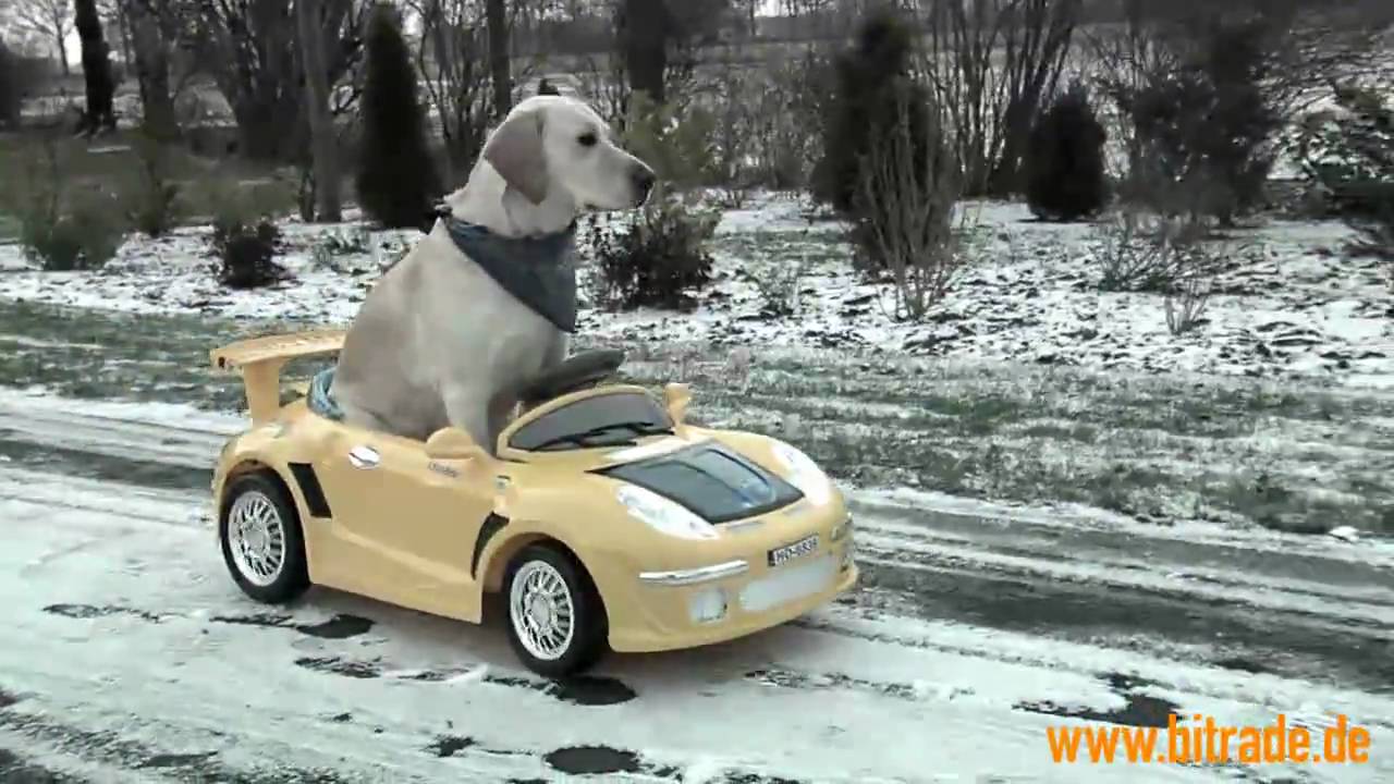 Das ElektroautoRennen Julie gegen Leika Mensch gegen Hund YouTube
