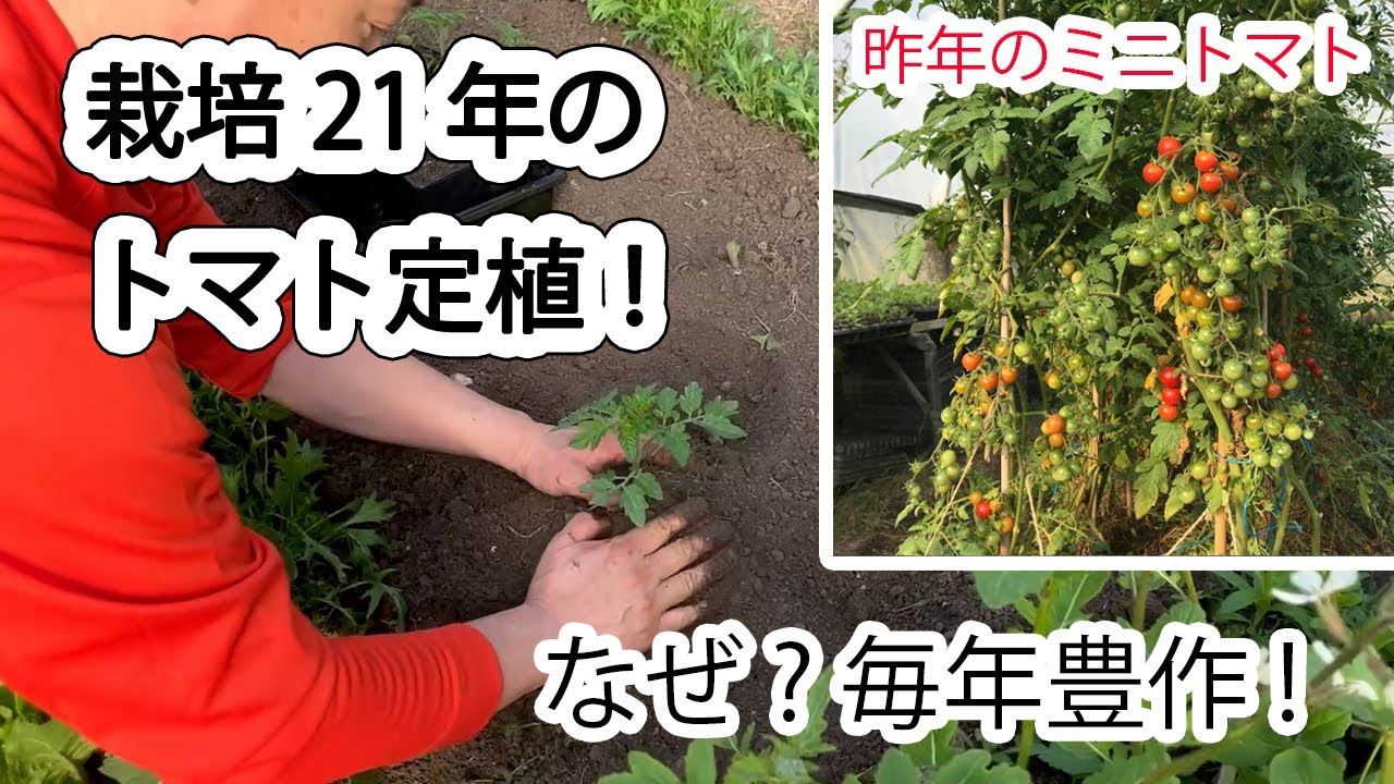 【自然栽培】ミニトマトの定植！こんな感じで、毎年よくできます！