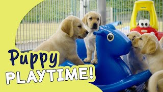 Meet Our Labrador Cross Golden Retriever Pups! | Guide Dogs Puppy Playtime