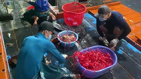 Nghề rập ghẹ bóng ghẹ đánh bắt ghẹ trên biển đông tập 2 - Dân Biển