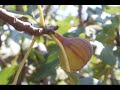 Το Σύκο The Fig Short Film 