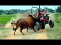 Wild Animals Acting Unexpectedly in Real-Life Encounters Caught on Camera