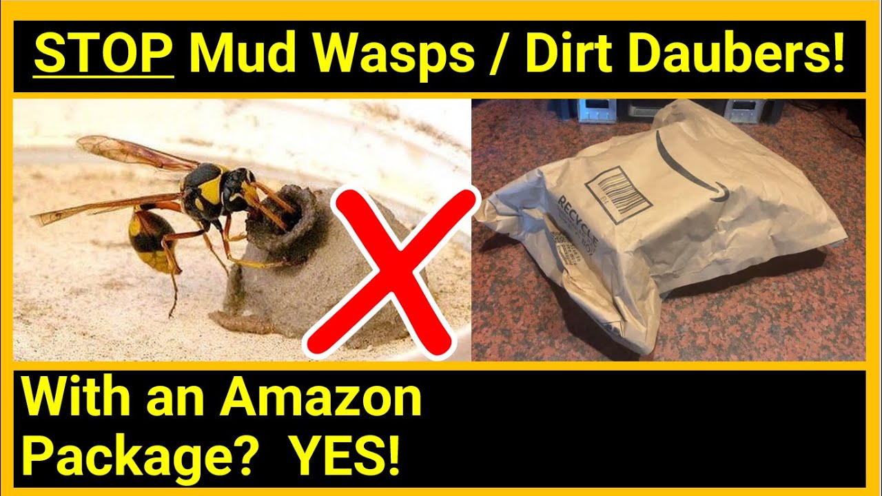 How To Get Rid Of Mud Wasps Dirt Daubers YouTube How To Get Rid Of Mud Wasps Dirt Daubers YouTube