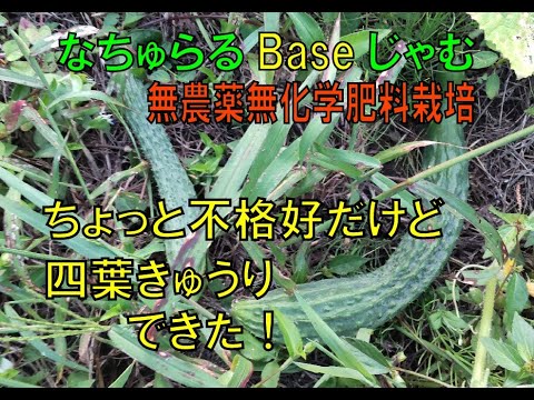 岩手県・無農薬野菜・野菜づくり・きゅうり・イボイボできました